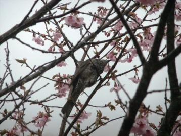 とひよどり１桜.jpg