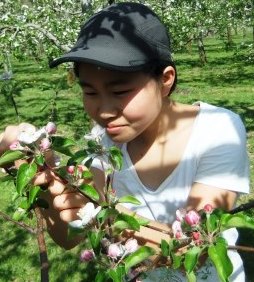 りんご花摘み.jpg